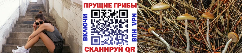 Галлюциногенные грибы GOLDEN TEACHER Купить закладки Александров
